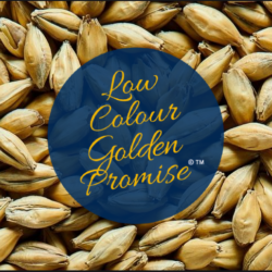 Low Colour Golden Promise